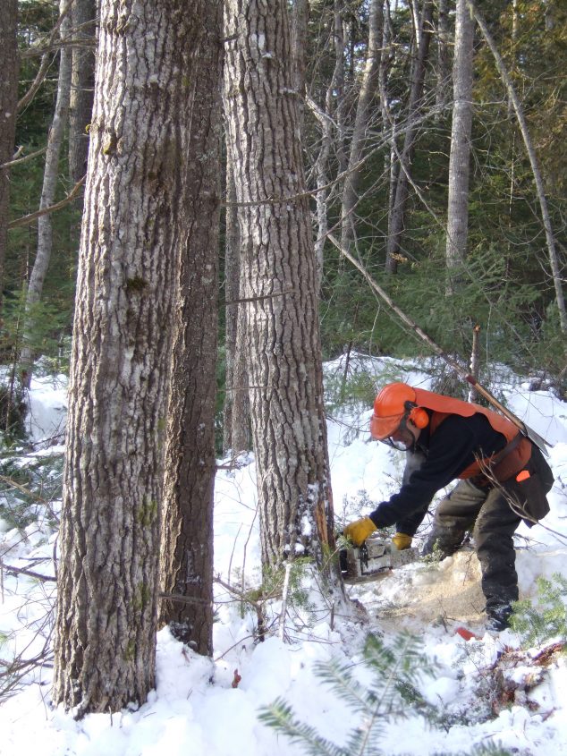 Expanding Gap Silviculture &quot;Femelschlag&quot; School of