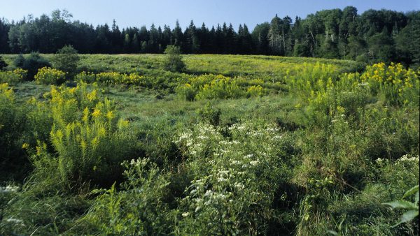field image