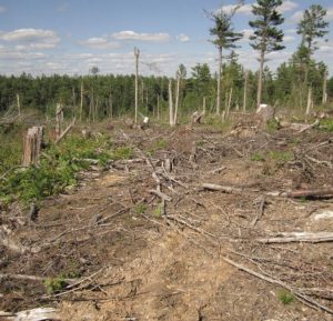 salvage logging image