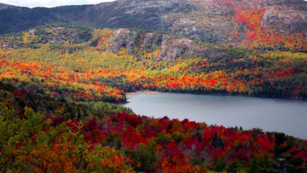 Photo of Maine trees in the Fall