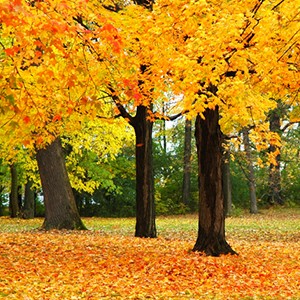 Photo of Sugar Maple Forest
