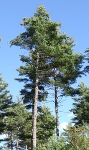 maines state tree white pine