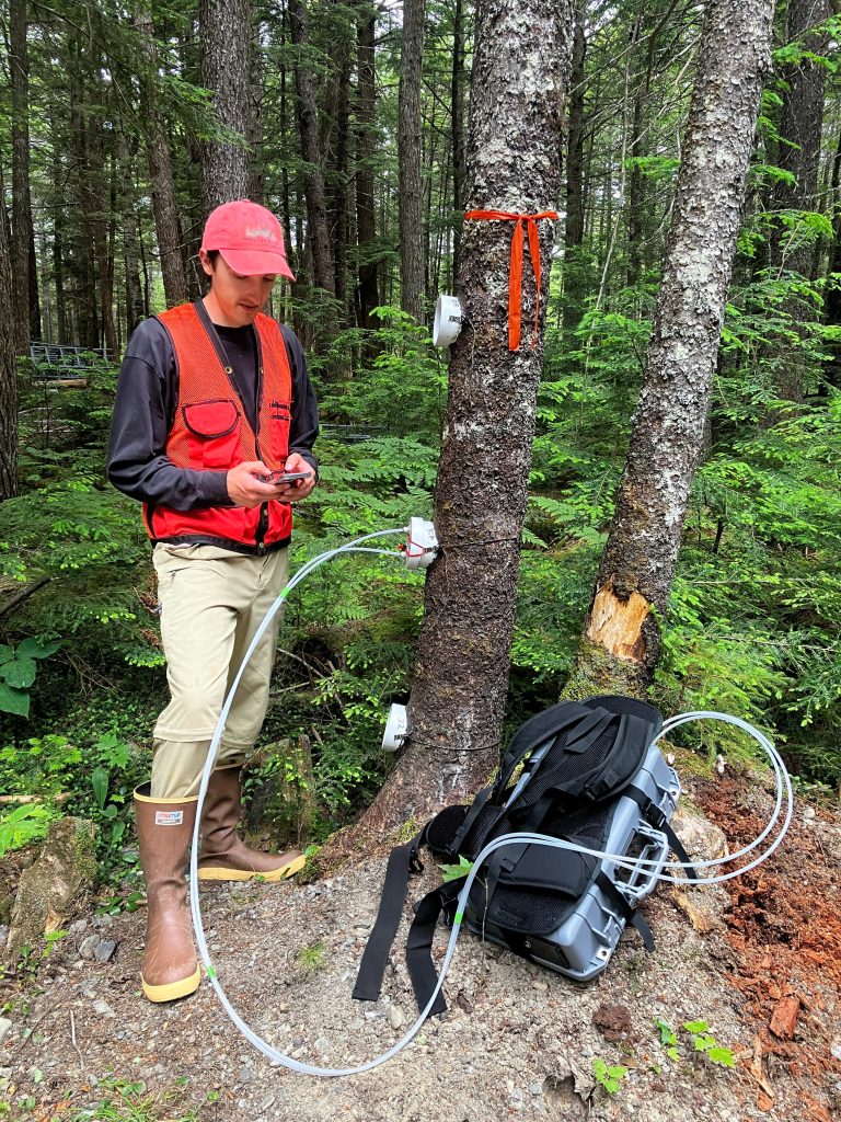 Studen conducting carbon test on tree.