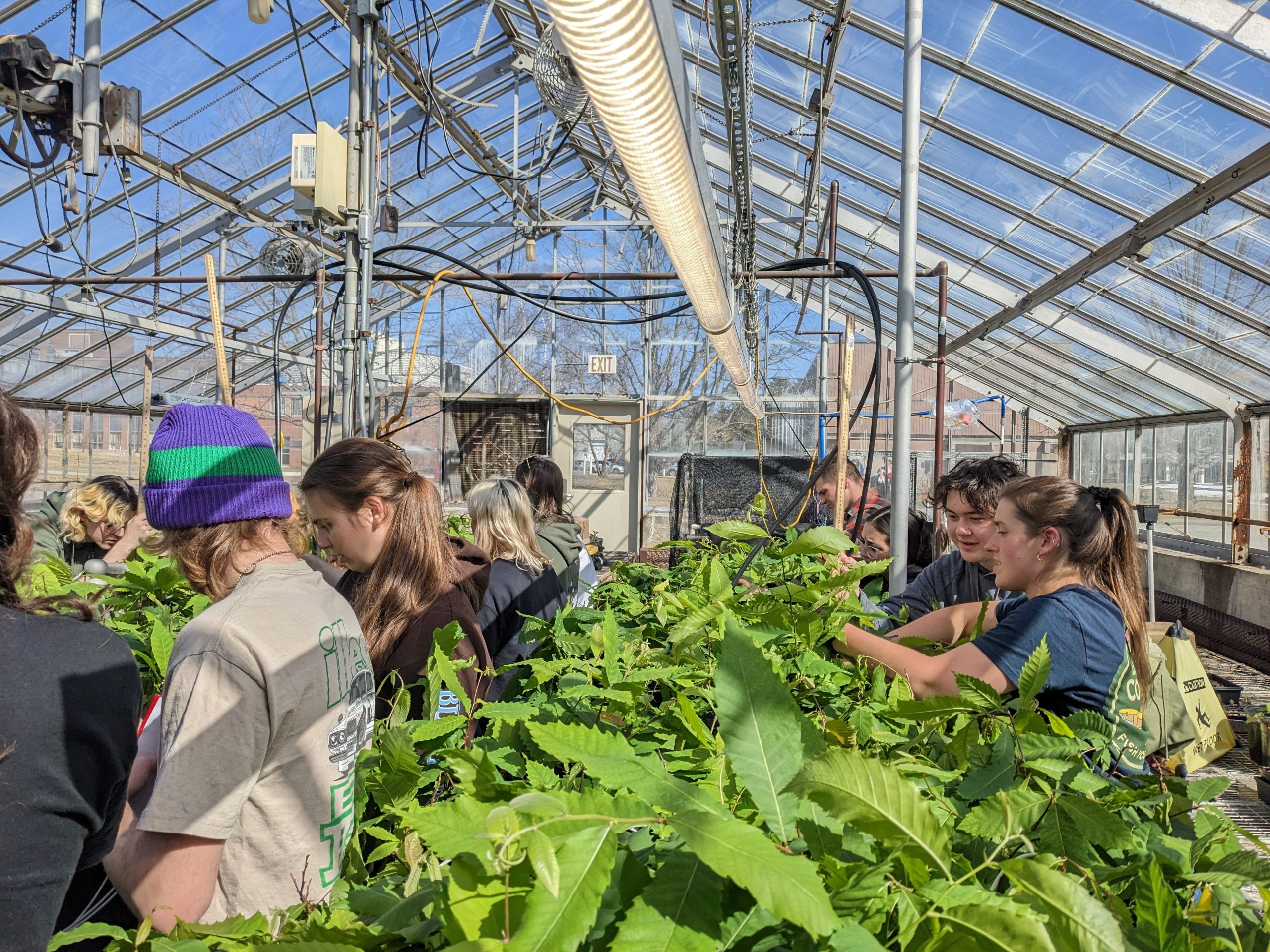 Students working with American chestnut seedlings in Jay Wason's lab in greenhouse.