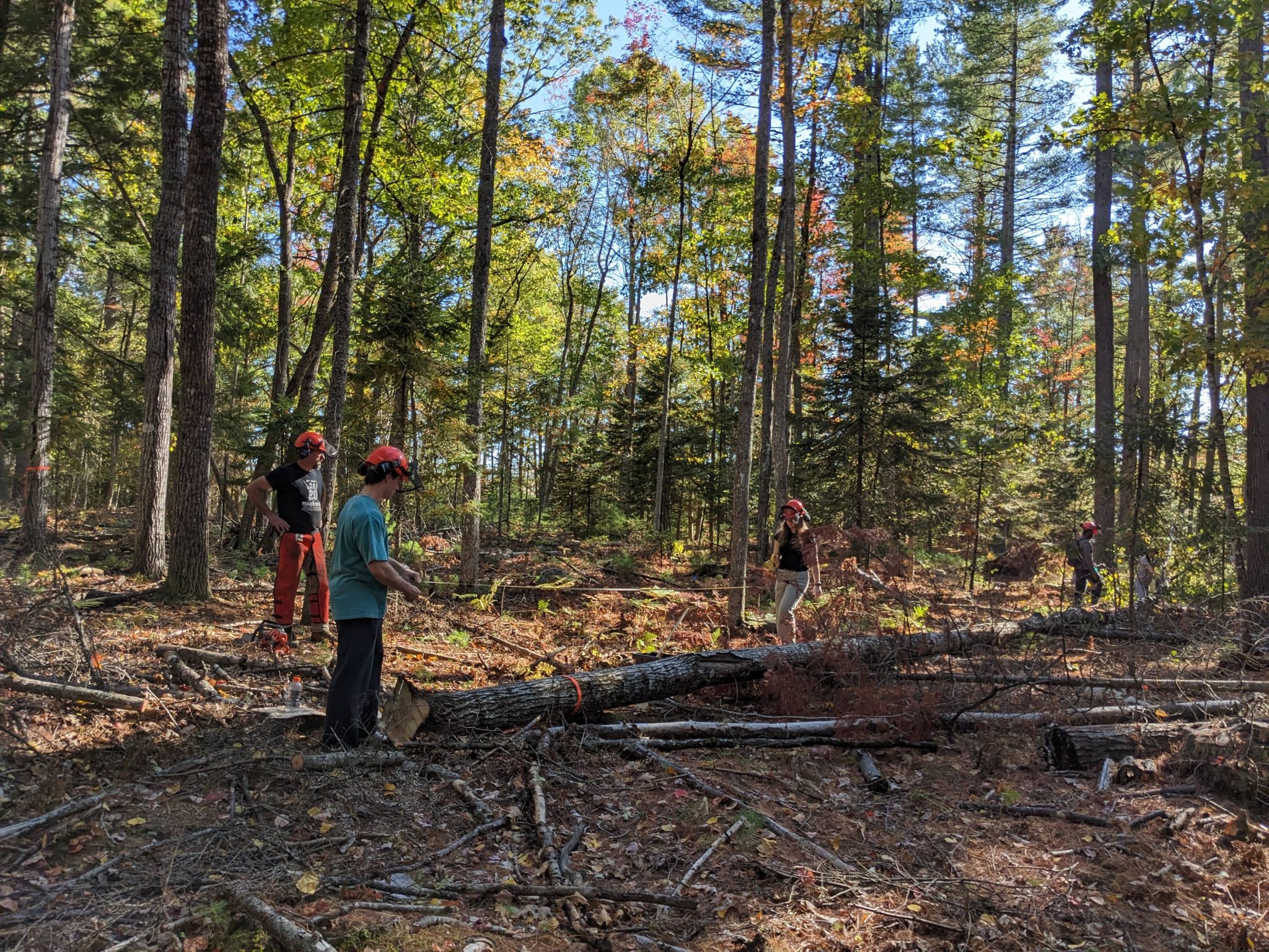 Forestry Course Undergraduate Degrees - School of Forest Resources - University of Maine