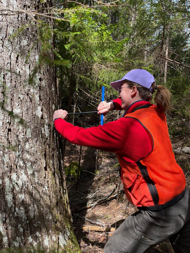 Student cores a tree.