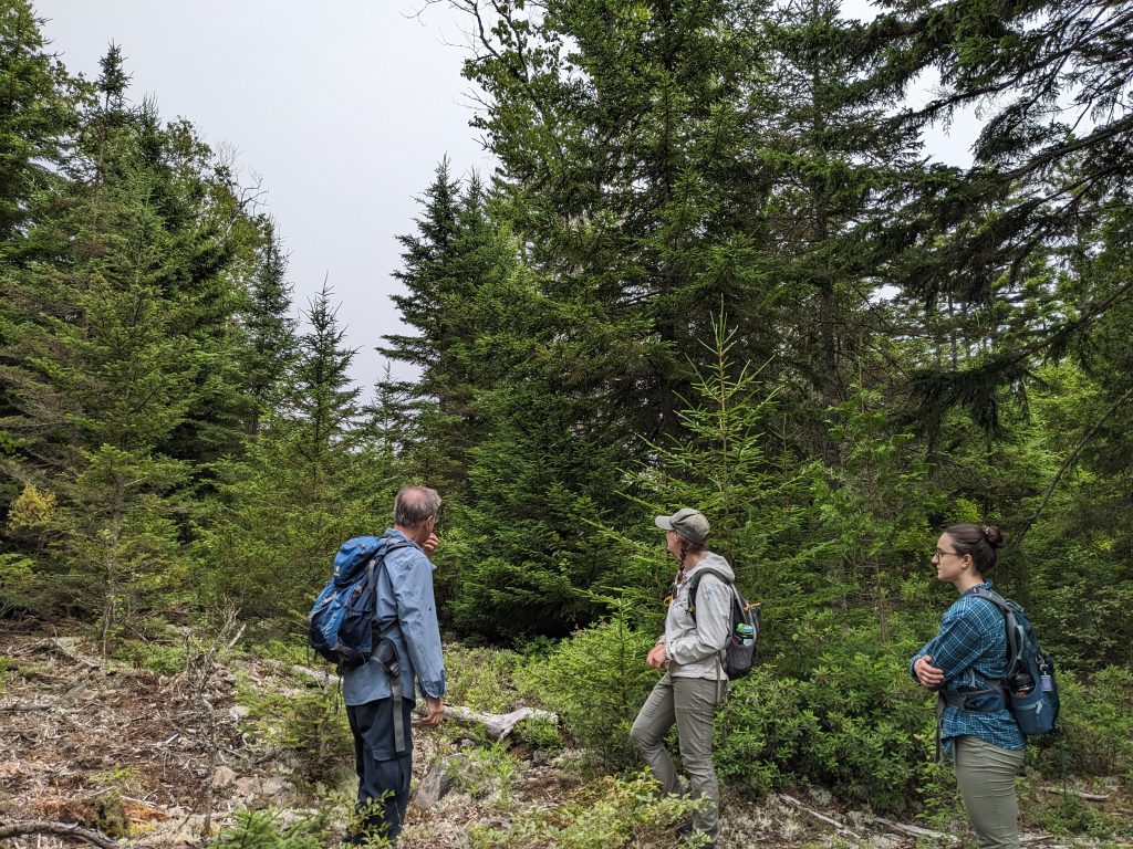 Students in Shawn Fraver's lab in a softwood stand.